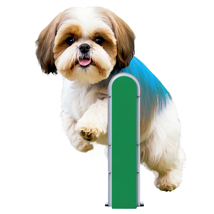 Shih Tzu Agility Training Png 42 PNG