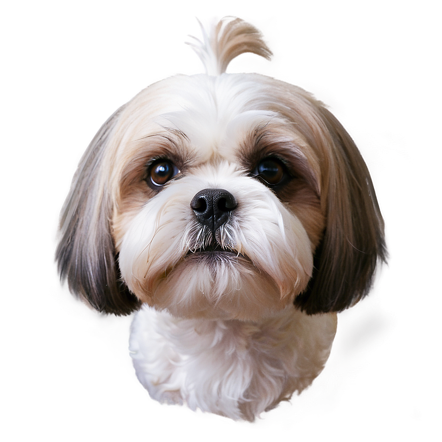 Shih Tzu Close-up Png 18 PNG