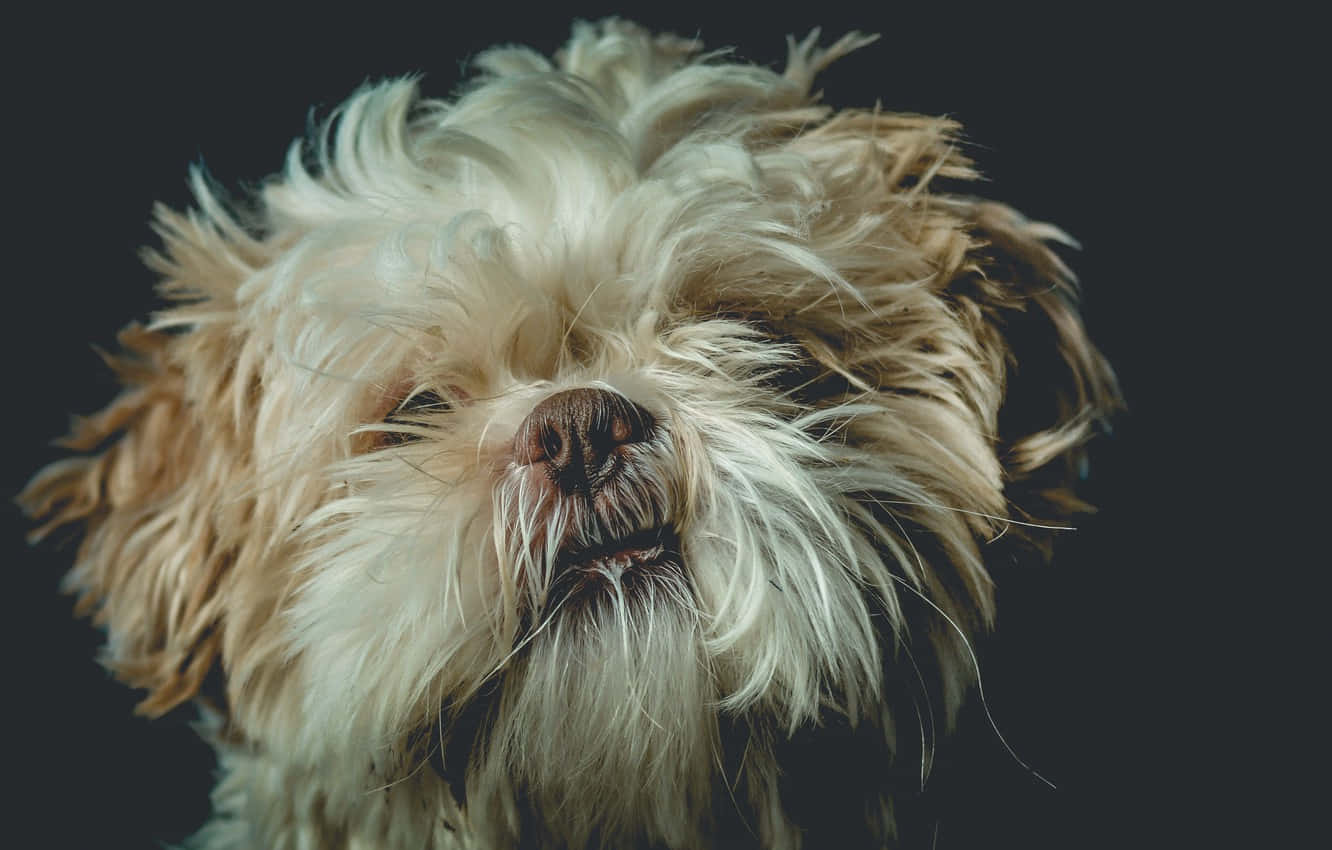 Shihtzu De Pelo Branco E Peludo. Papel de Parede