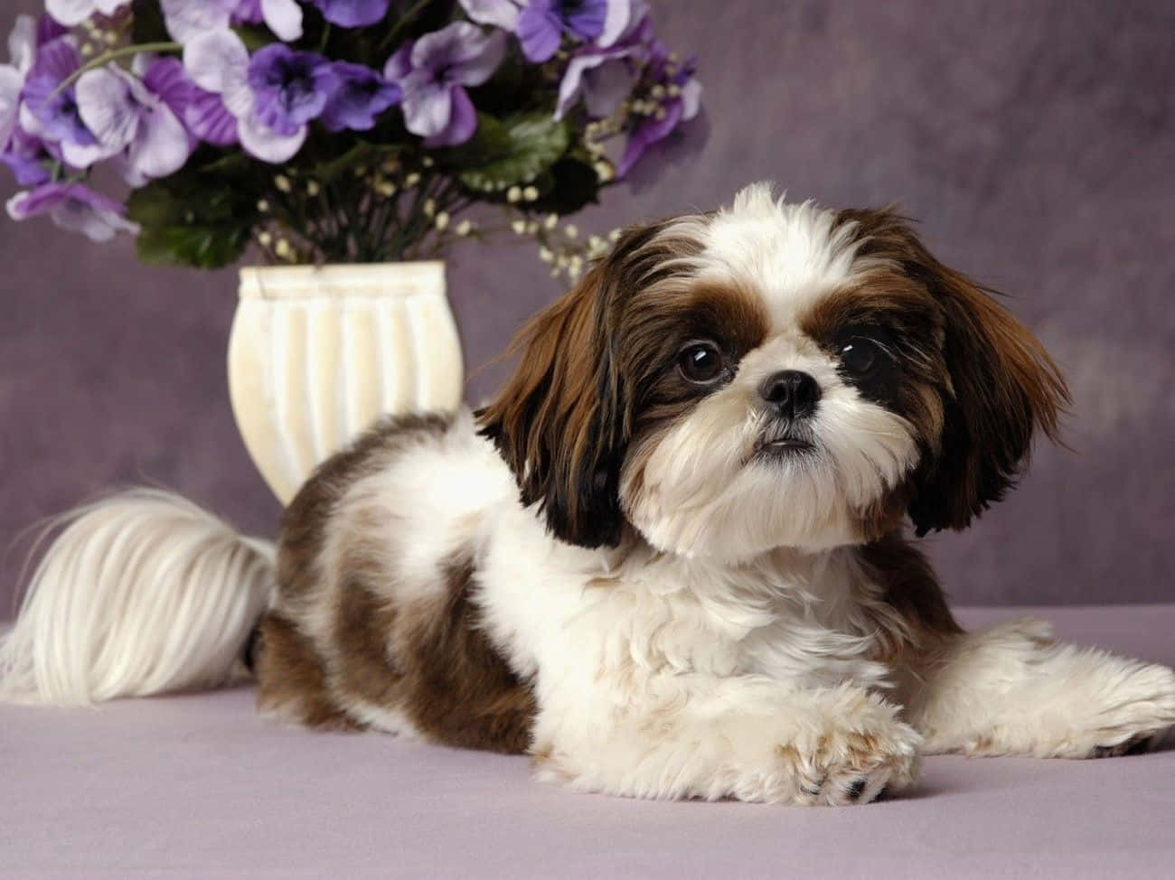 Shih Tzu Photoshoot Brown And White Haired Wallpaper
