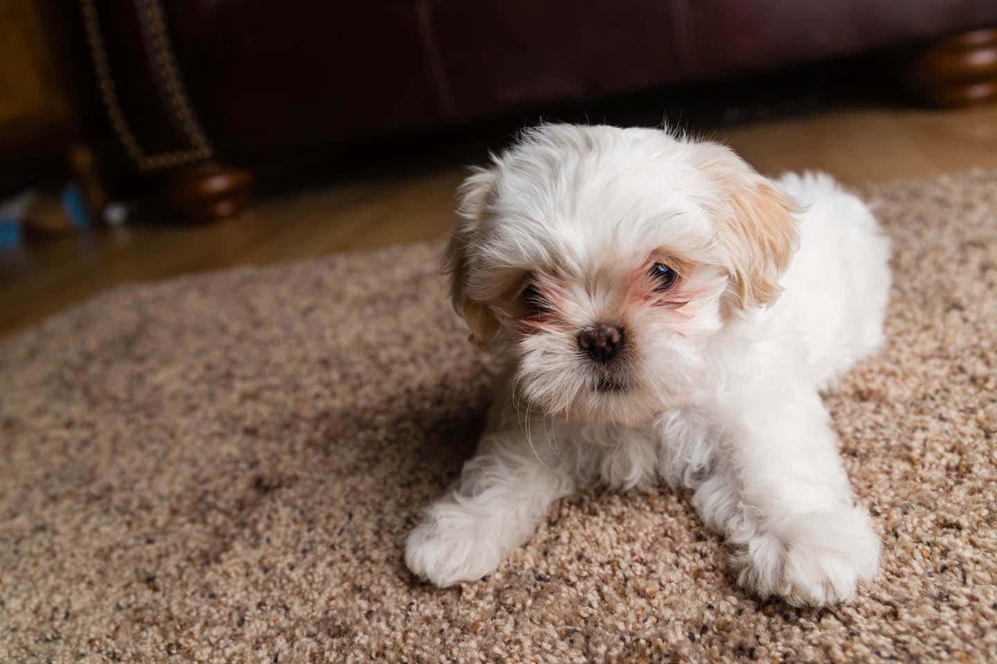 a small white dog laying on a brown carpet