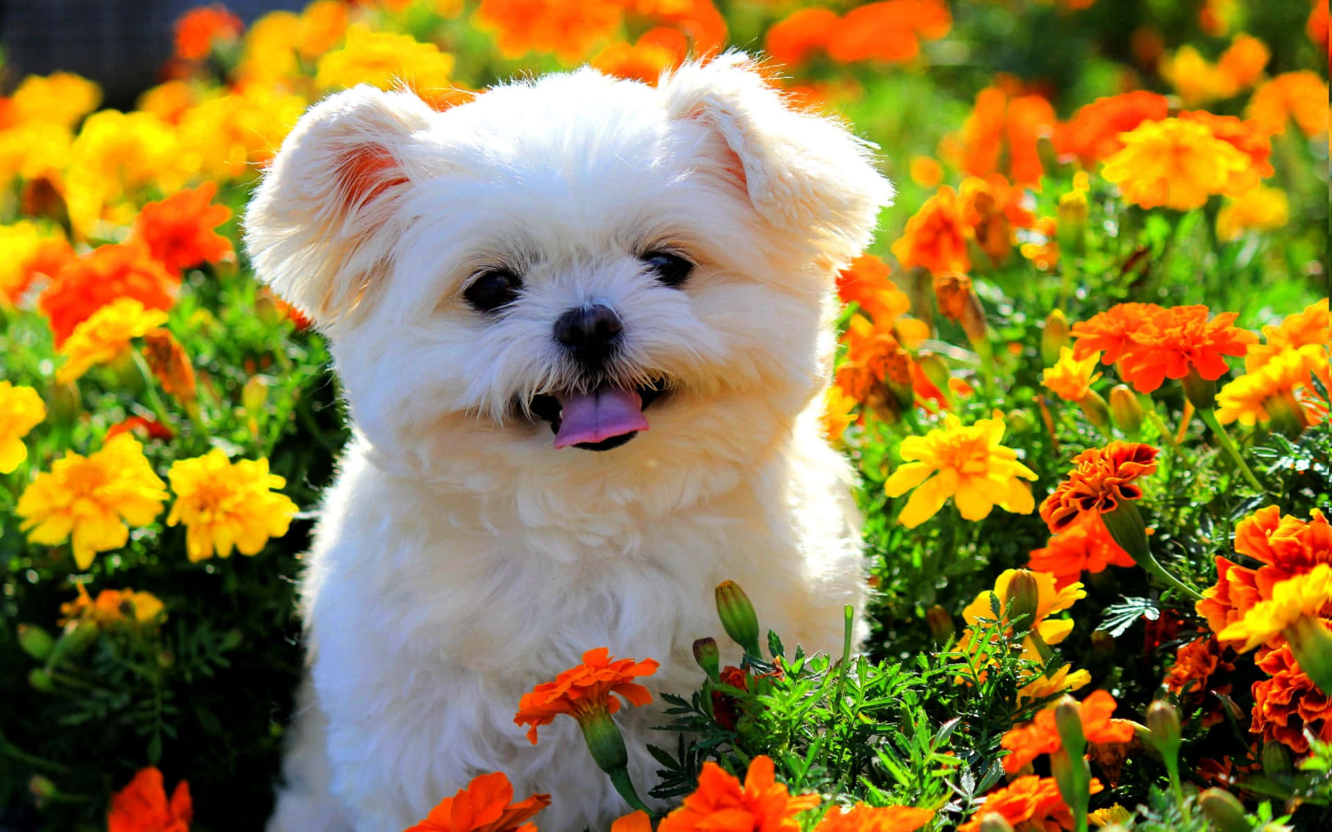 a white dog in a field of flowers