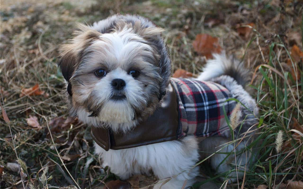 a small dog wearing a plaid jacket