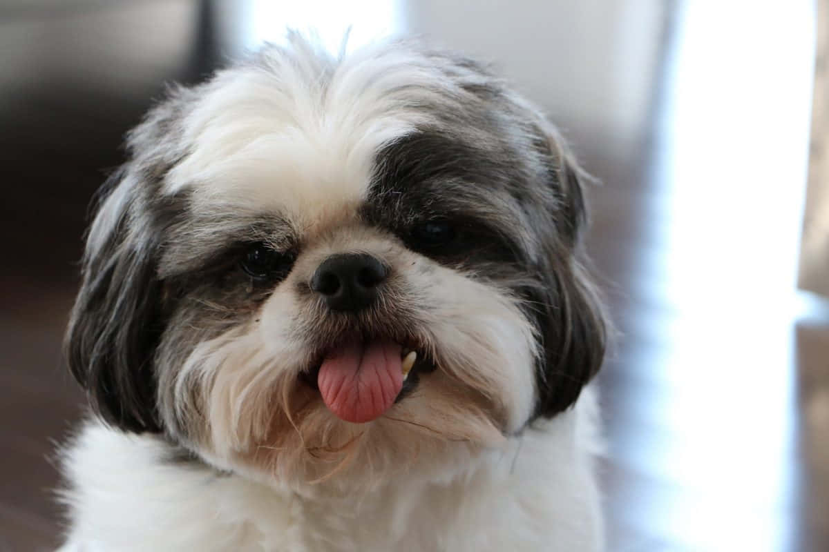 En lille hund med sin tunge ude