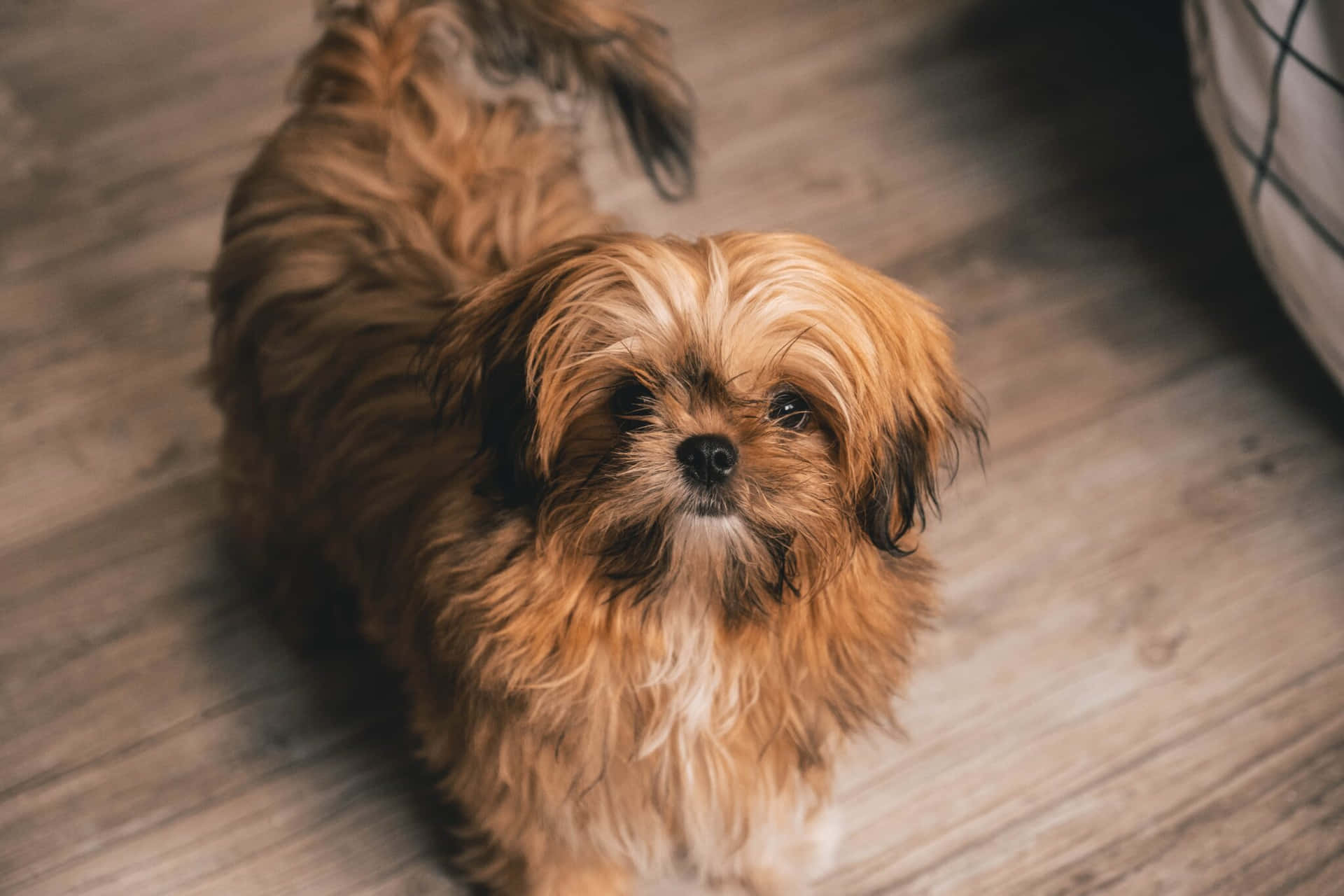 a small brown dog standing on a wooden floor