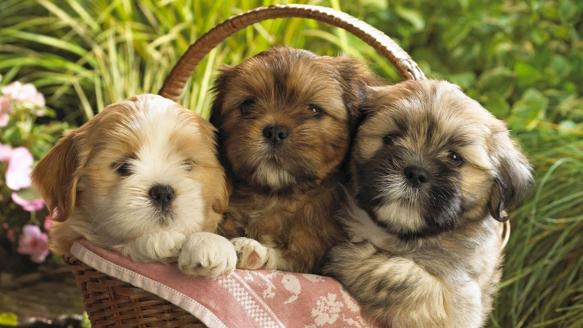Tre små hunde i en kurv