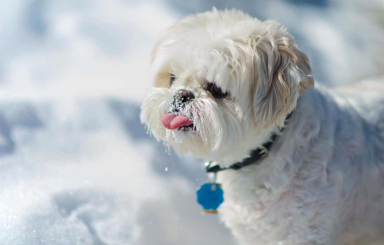 En hvid hund står i sneen med sin tunge ud