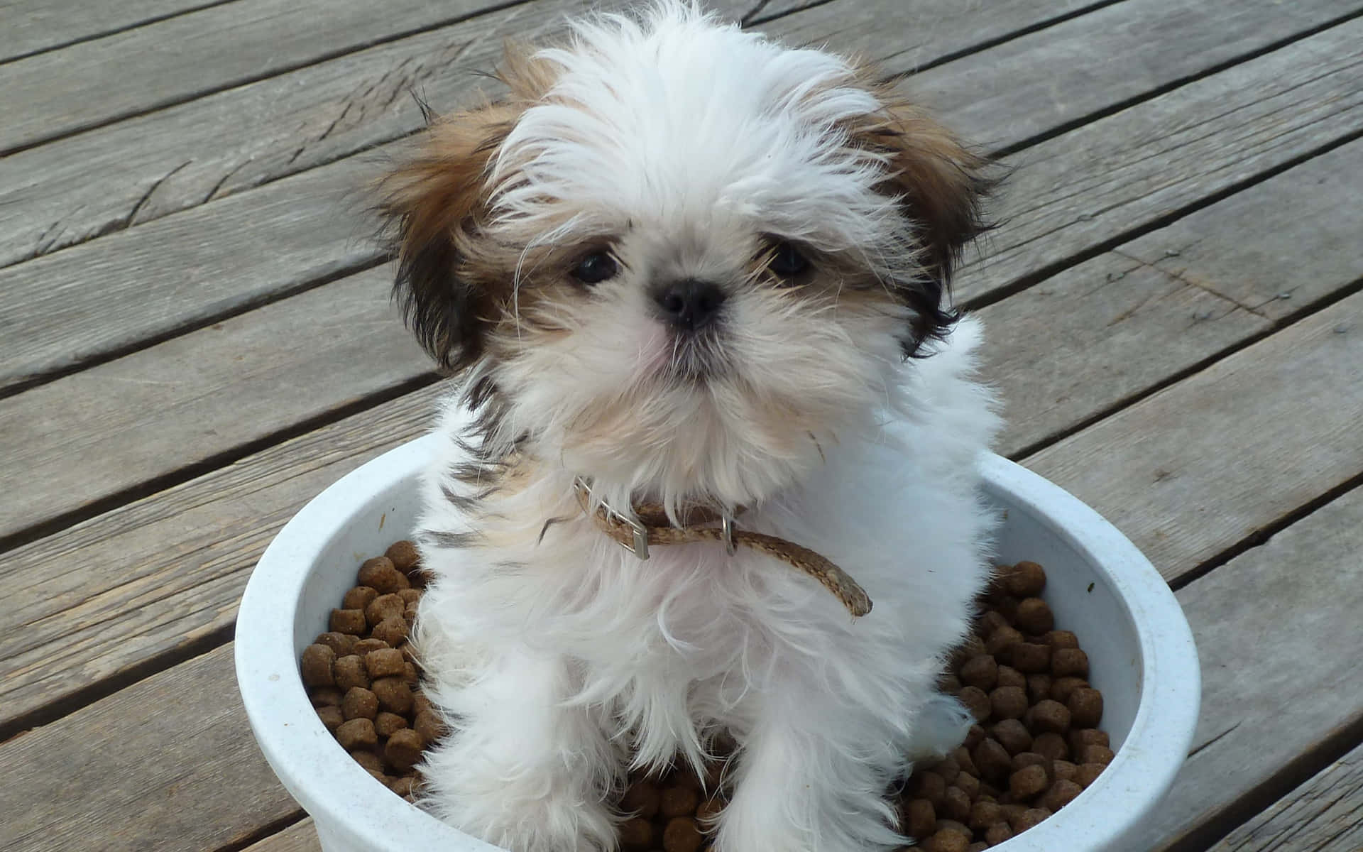 En lille hvid og brun hund sidder i en skål