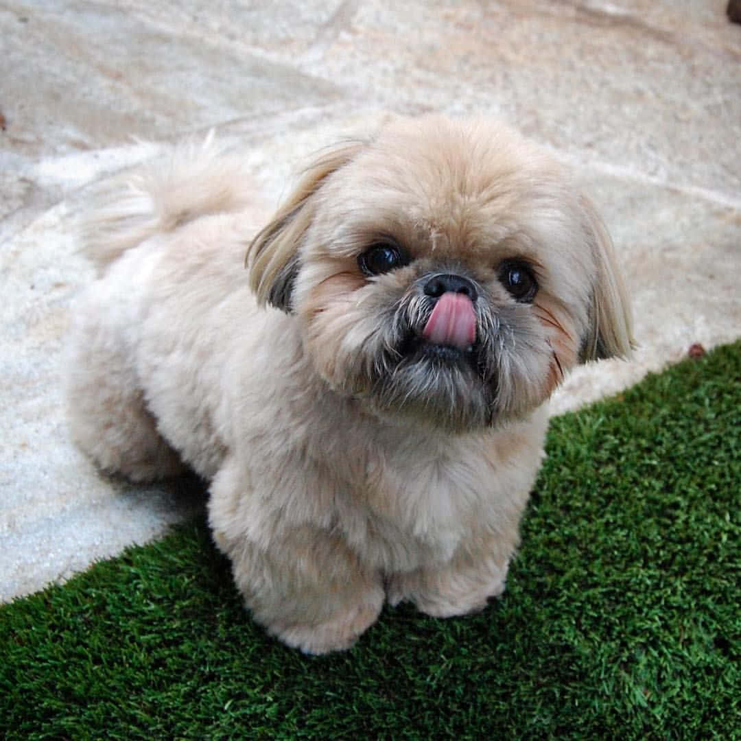 En lille hund sidder på græsset