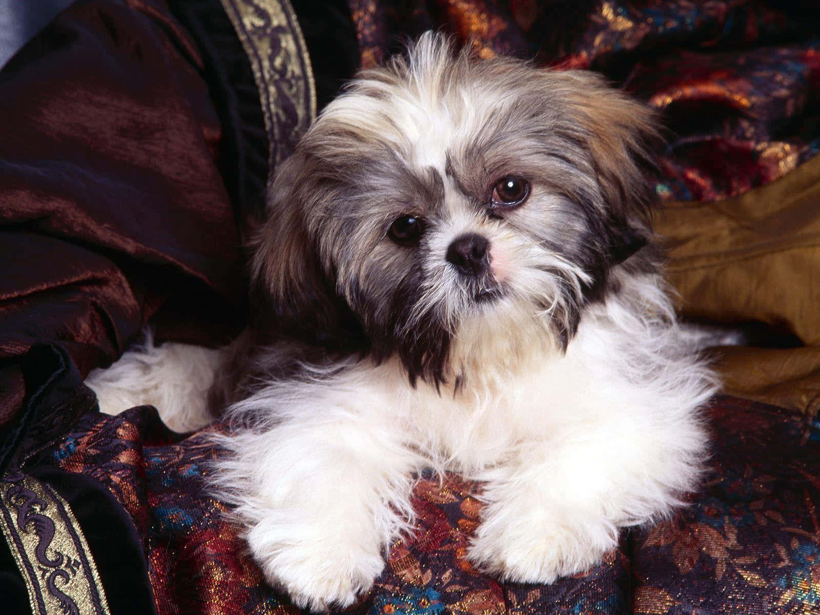 Adorable Shih Tzu Posing for a Picture