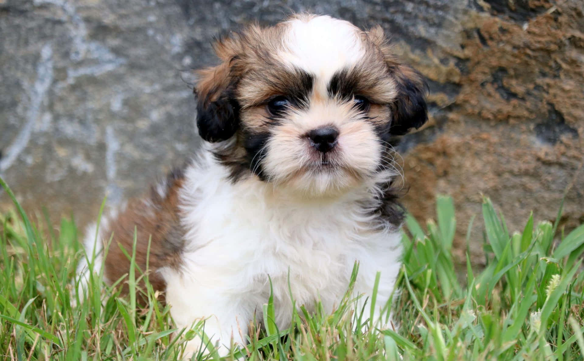 a small brown and white puppy sitting in the grass