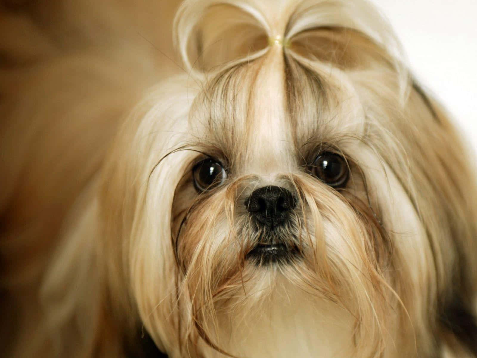 a small dog with a long hair and a bow