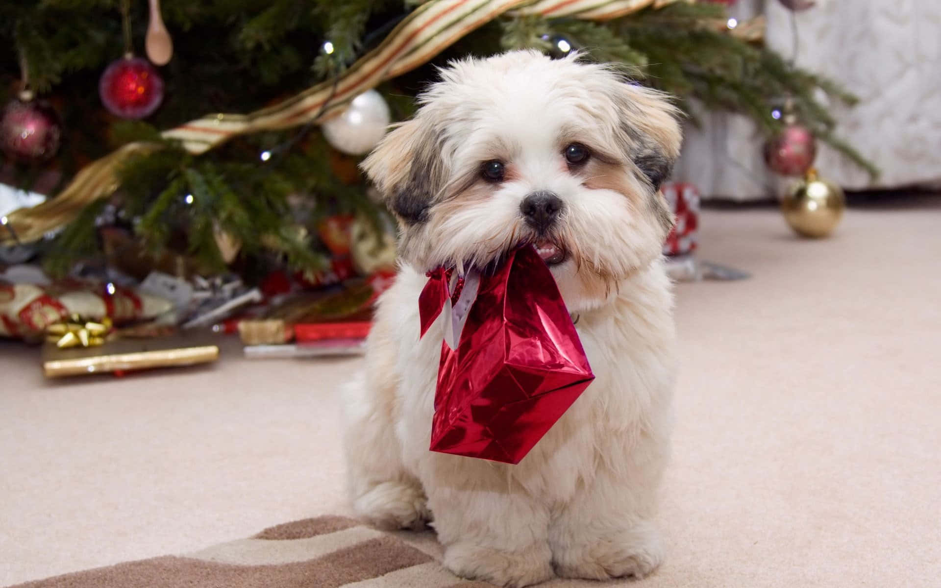 a small dog with a red gift bag in front of a christmas tree