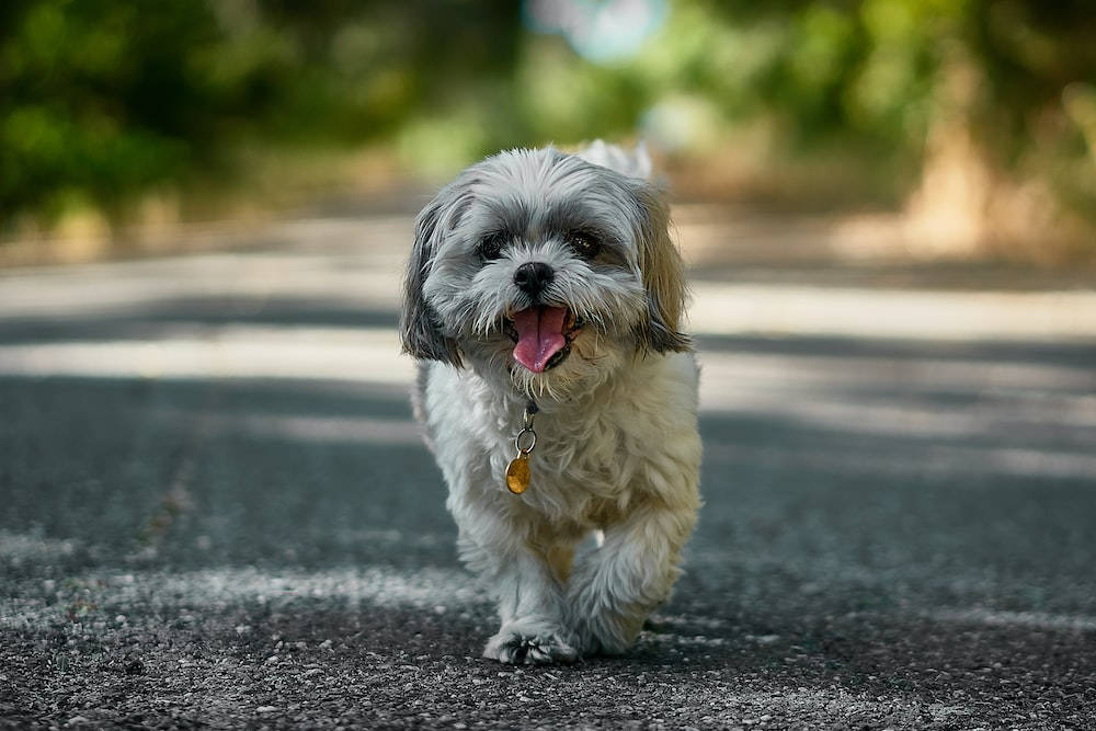 Shih Tzu Puppy Dog In Road Background