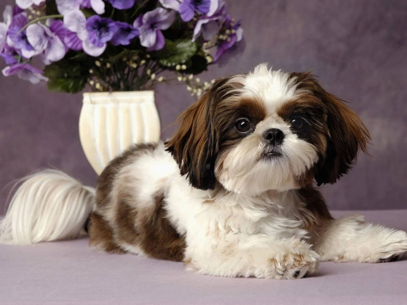 Shih Tzu Puppy Dog With Floral Vase Background