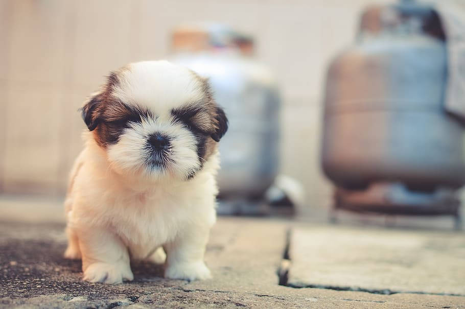 Shih Tzu Puppy Dog With Gas Tank Background
