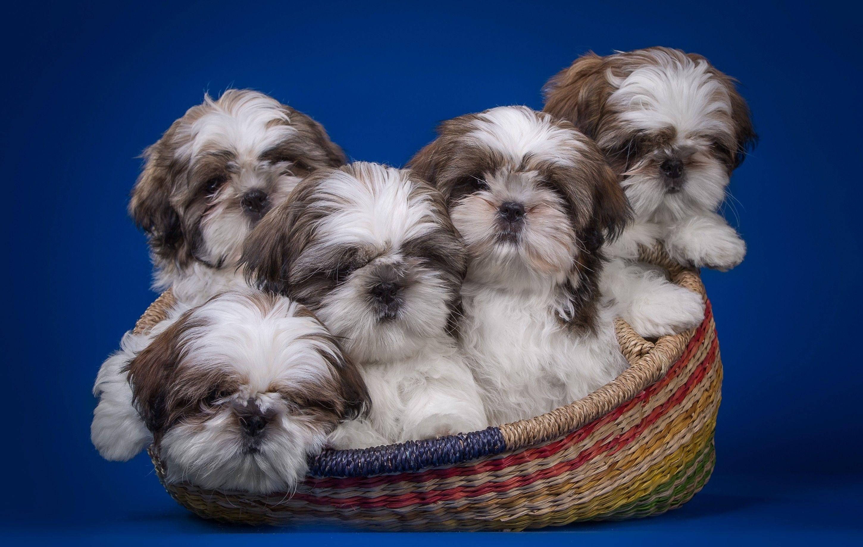 Adorable Shih Tzu puppies in a wicker basket Wallpaper