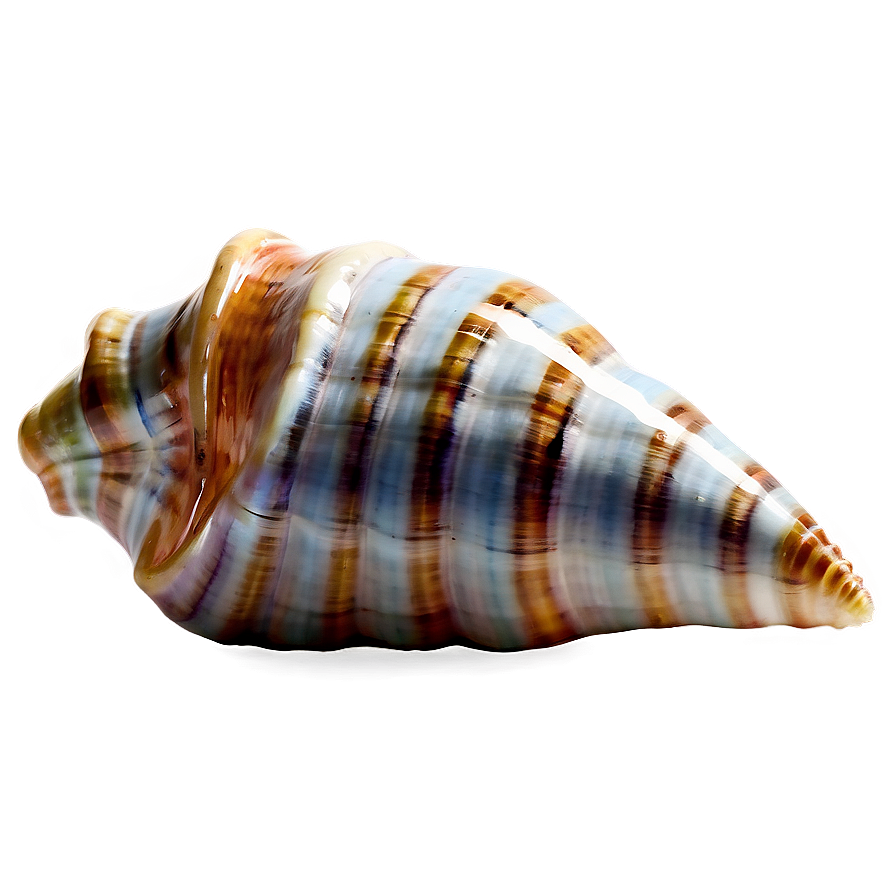 Shimmering Conch Shell Png Jke PNG