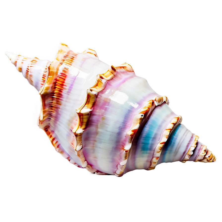 Shimmering Conch Shell Png Lxc63 PNG