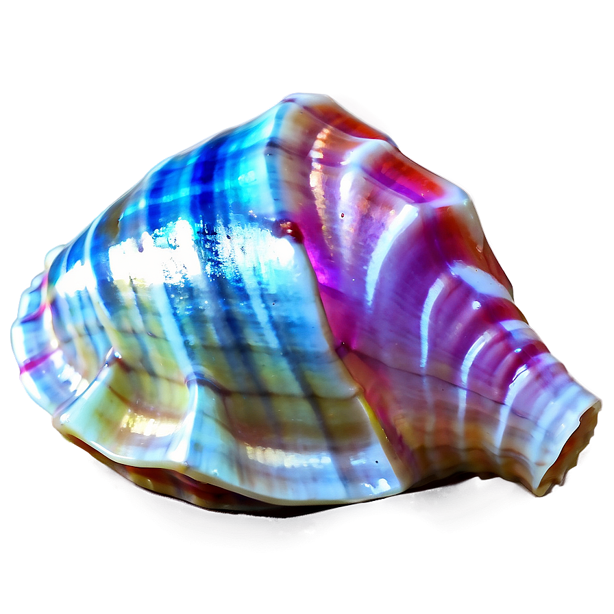 Shimmering Conch Shell Png Qgl PNG