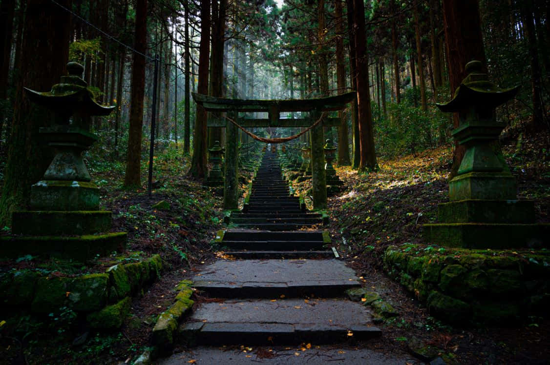 Tranquil Shinto Shrine in a Serene Forest Wallpaper