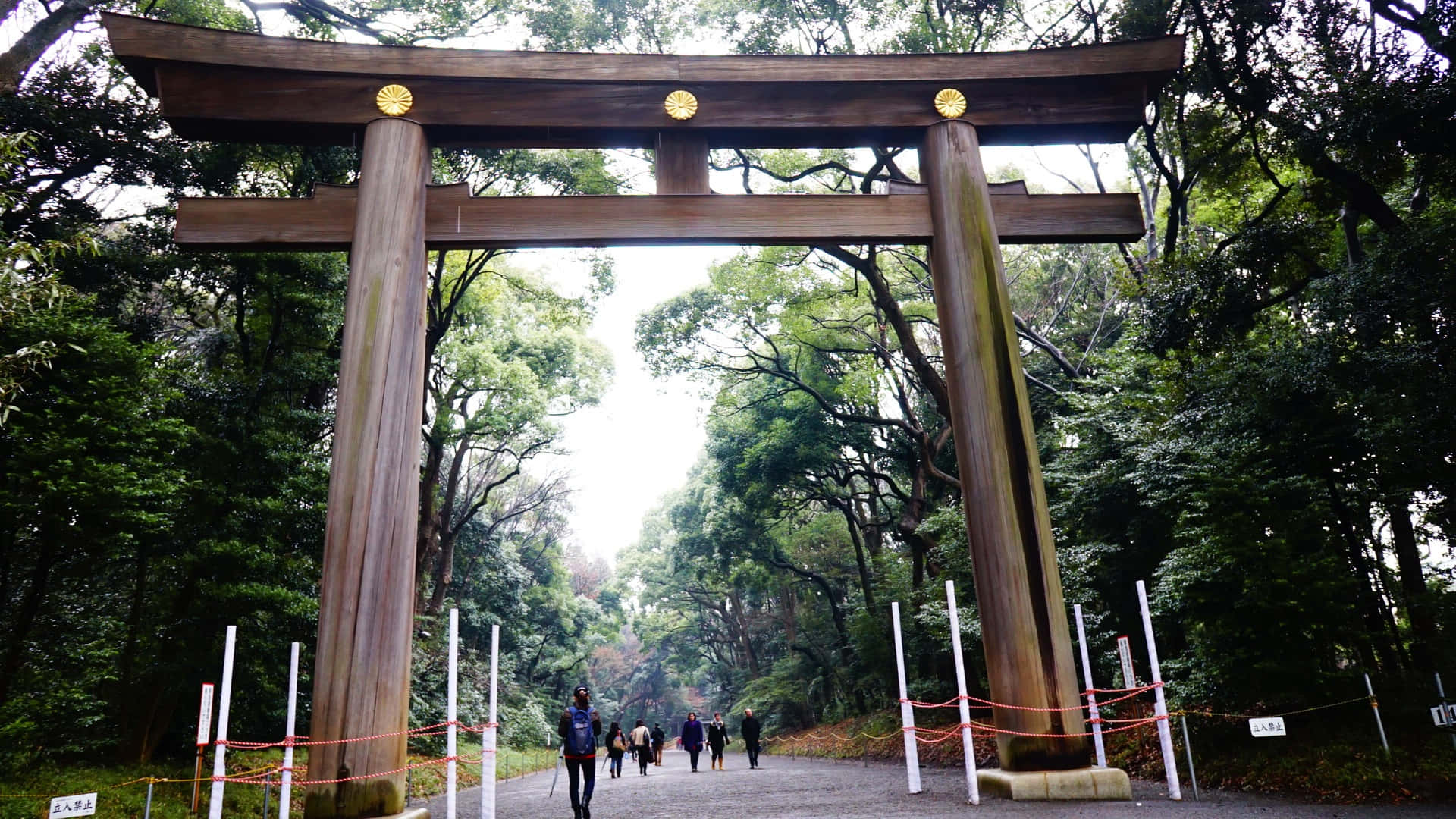 Santuariotradicional De Shinto En Un Bosque Vibrante Fondo de pantalla
