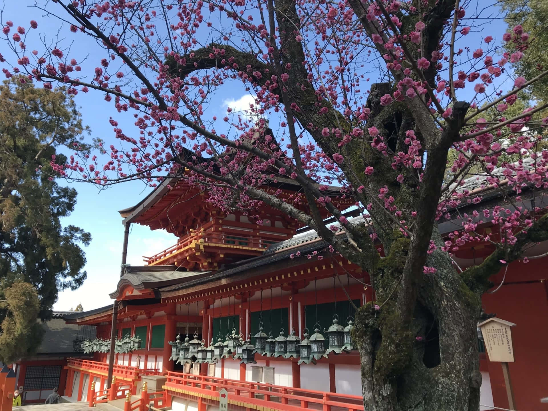 Mooi Shinto Heiligdom In Seren Bos Achtergrond