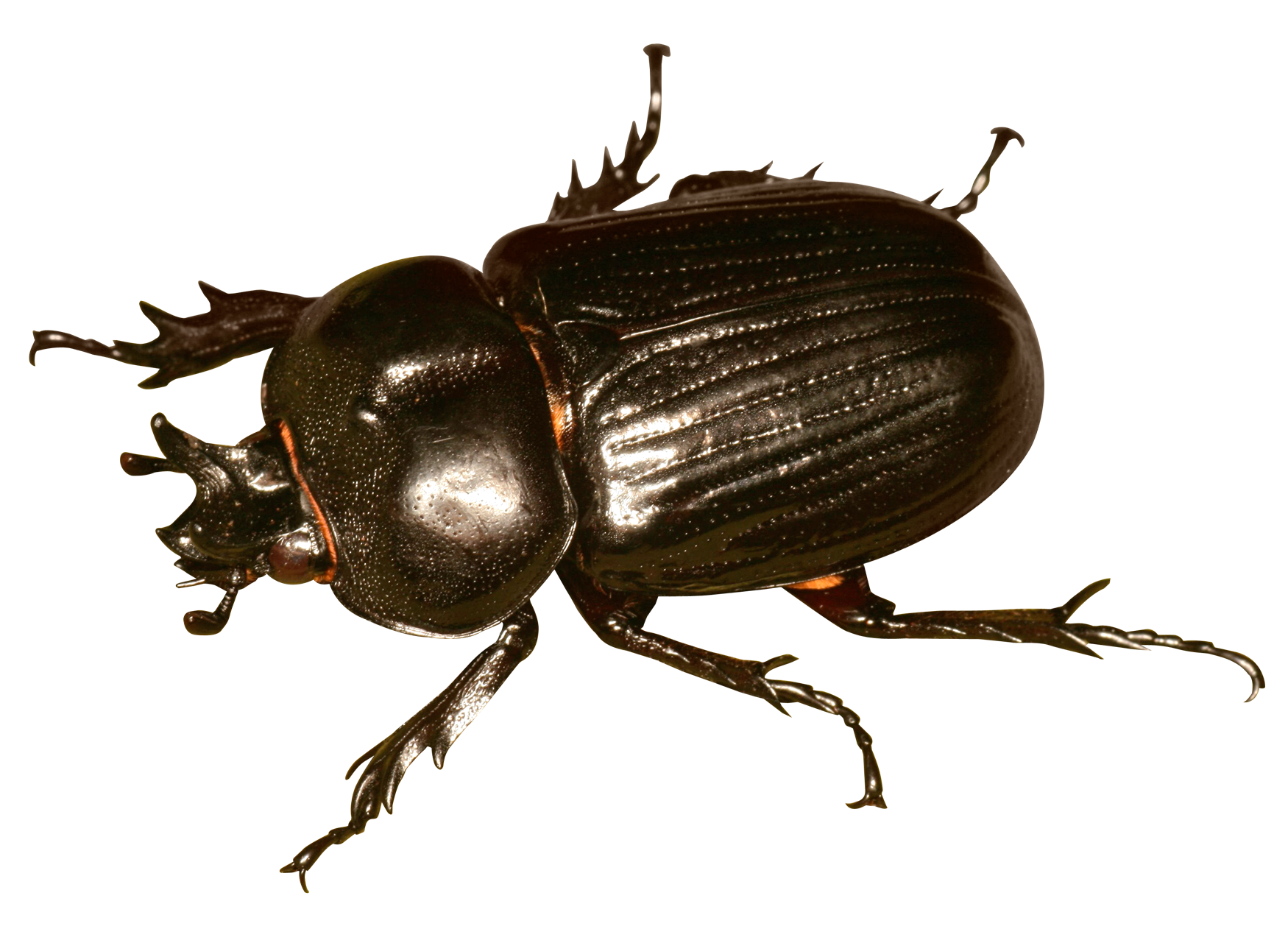 Shiny Black Beetle PNG