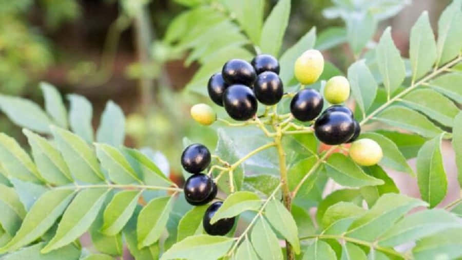 Shiny Black Curry Berry Fruits Wallpaper