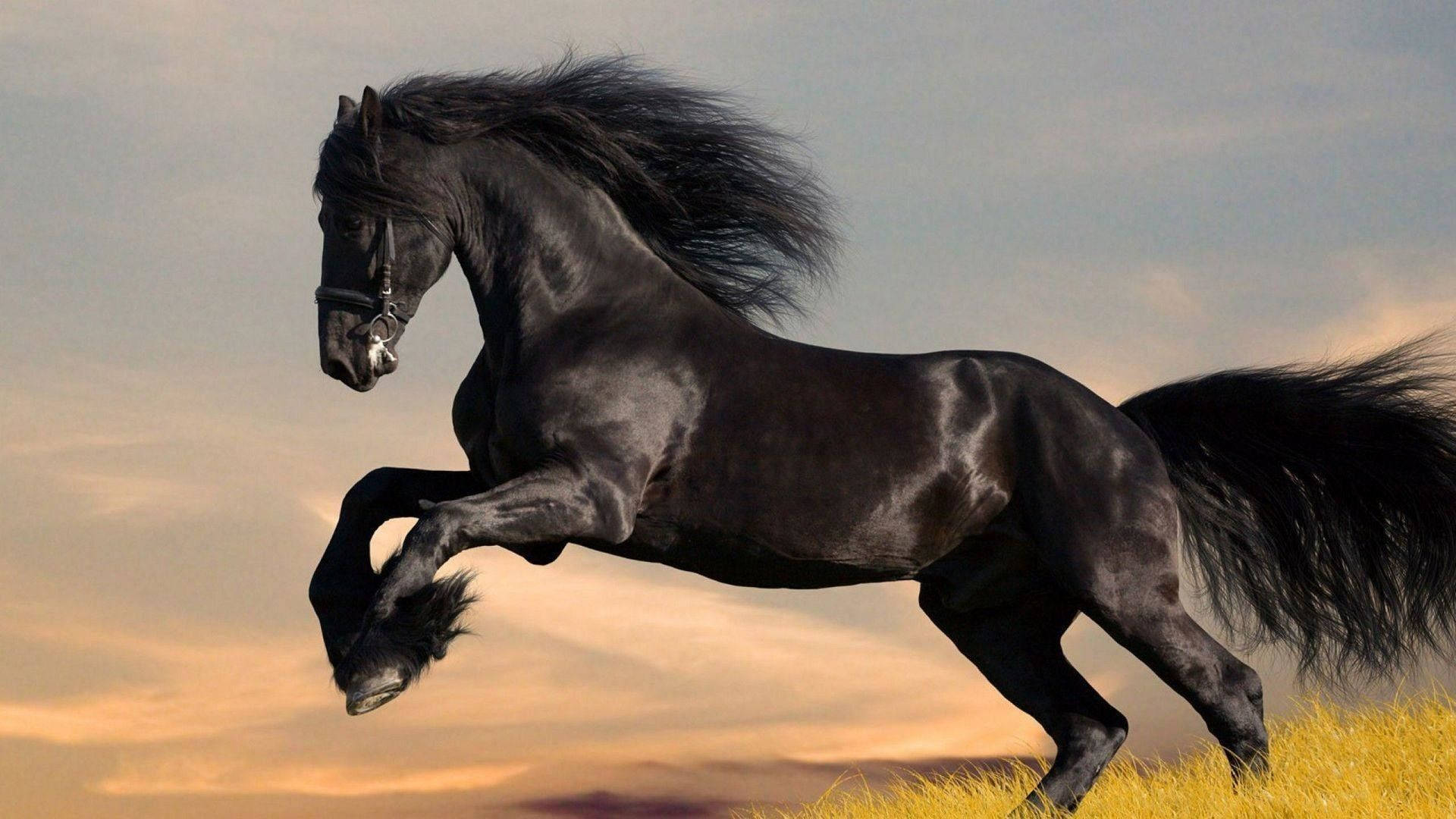 Shiny Black Cute Horse Background