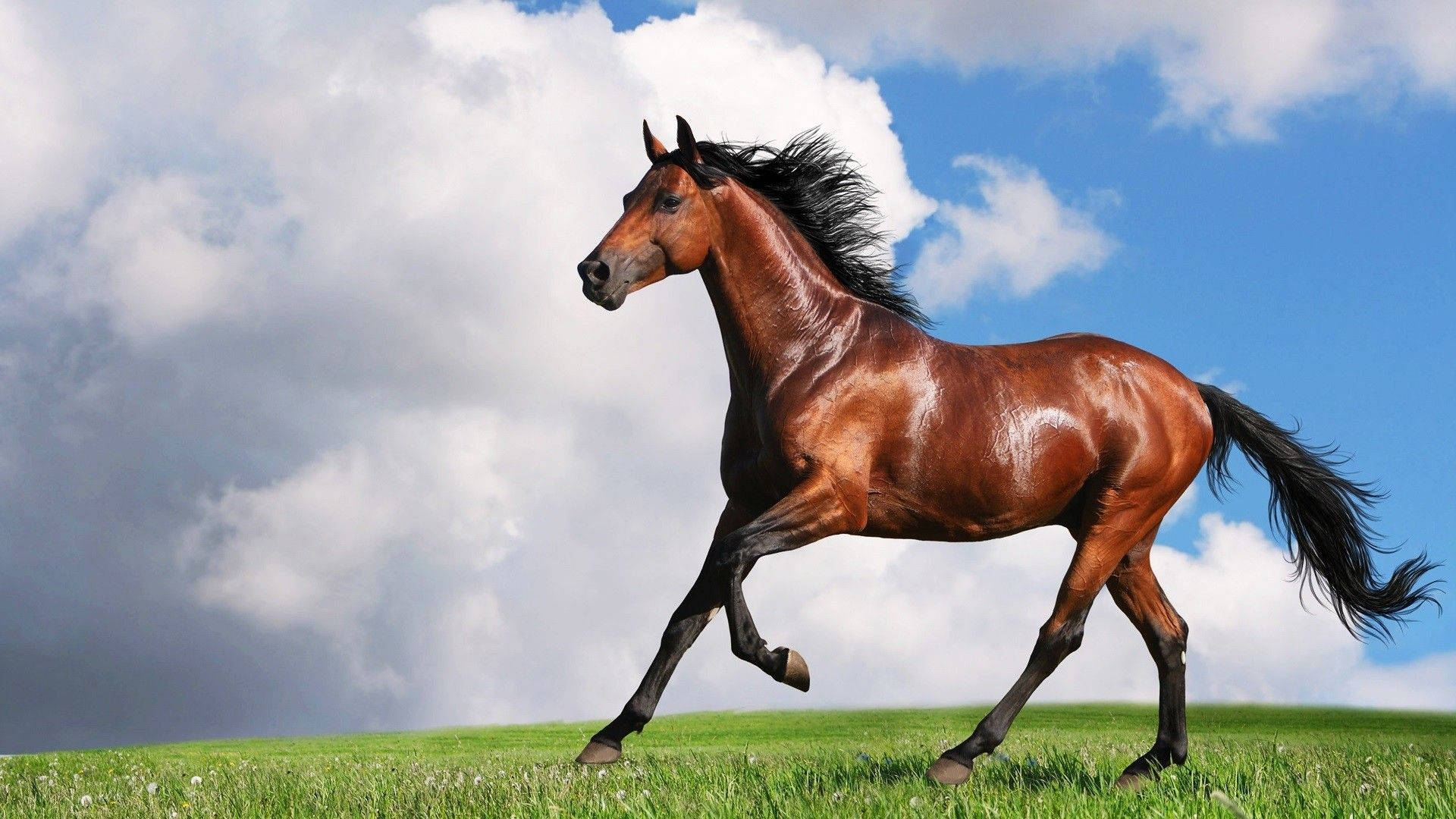 Shiny Brown Cute Horse Background
