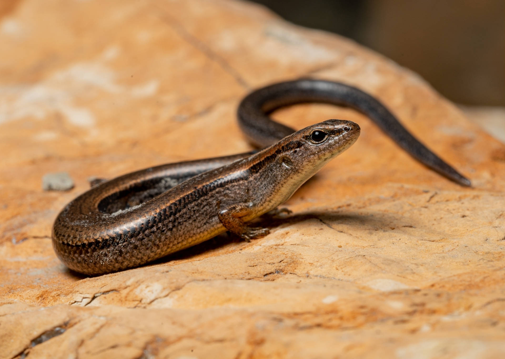 Shiny Brown Ground Skink Reptile Wallpaper