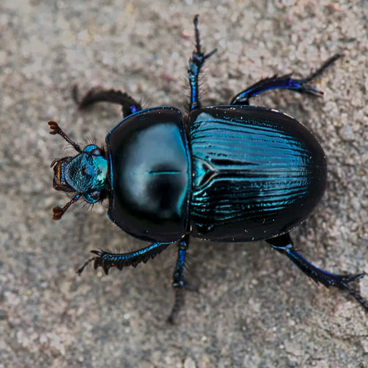 Shiny Dung Beetle Closeup.jpg Wallpaper