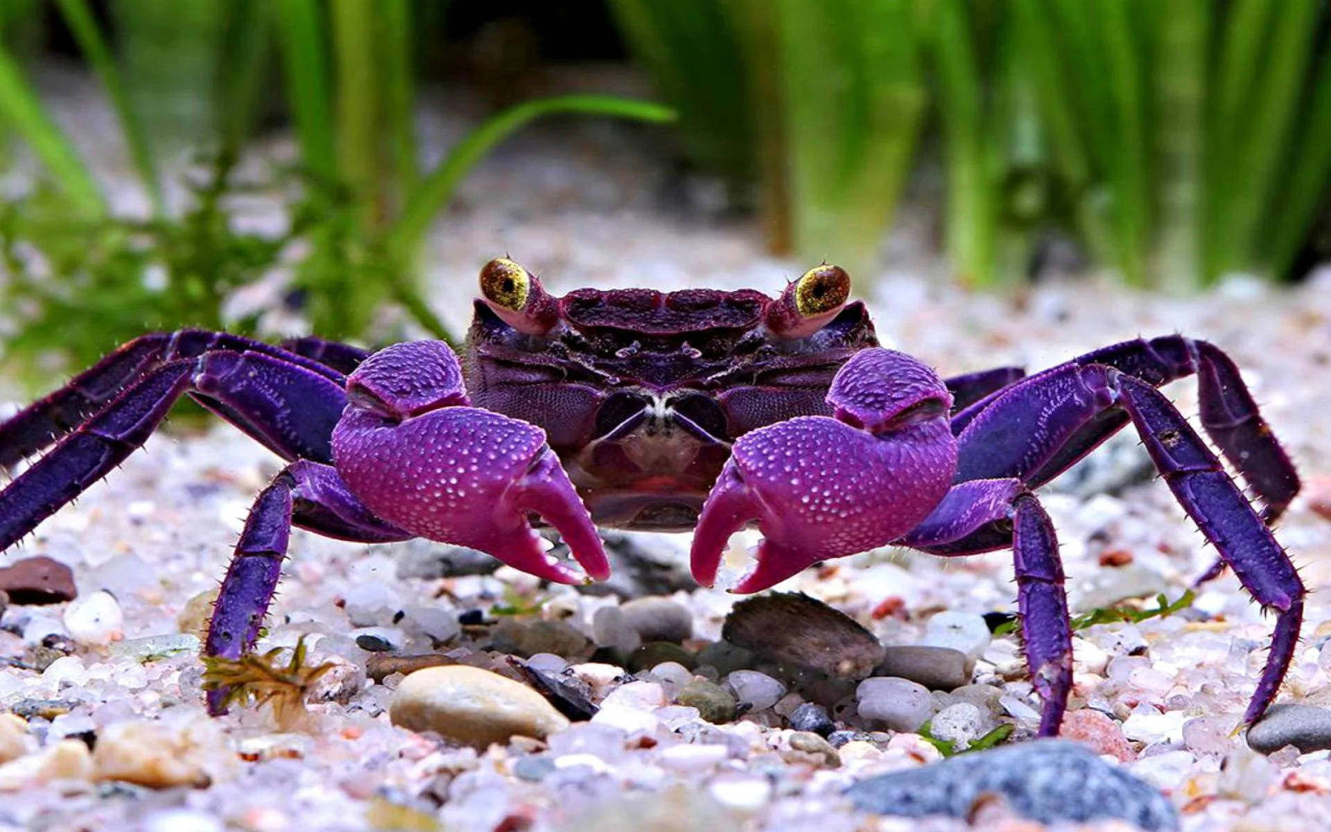 Shiny Purple Crab Wallpaper