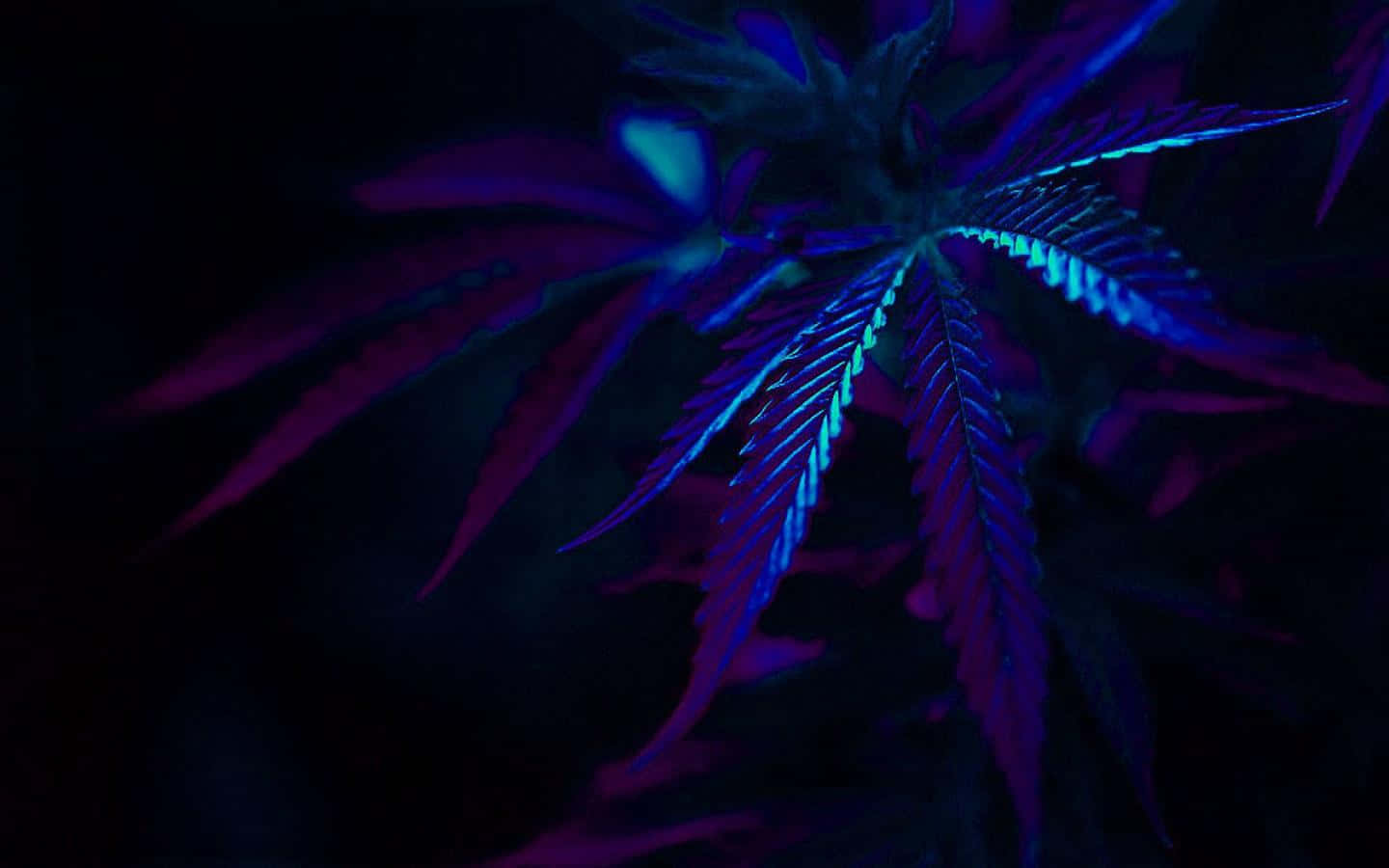 En lilla marihuana blad er oplyst i mørket. Wallpaper