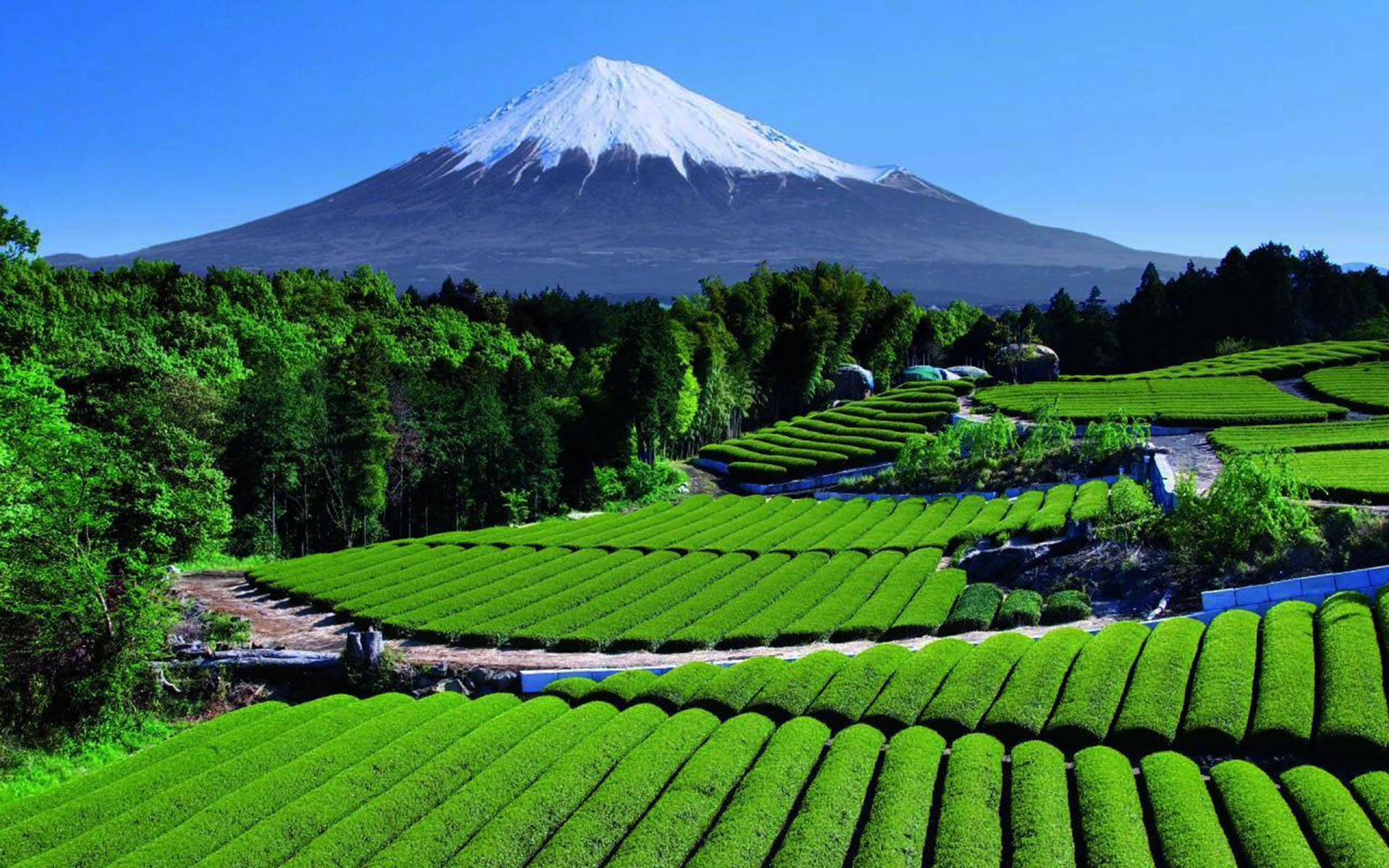 Shizuoka Tea Garden Japan Wallpaper