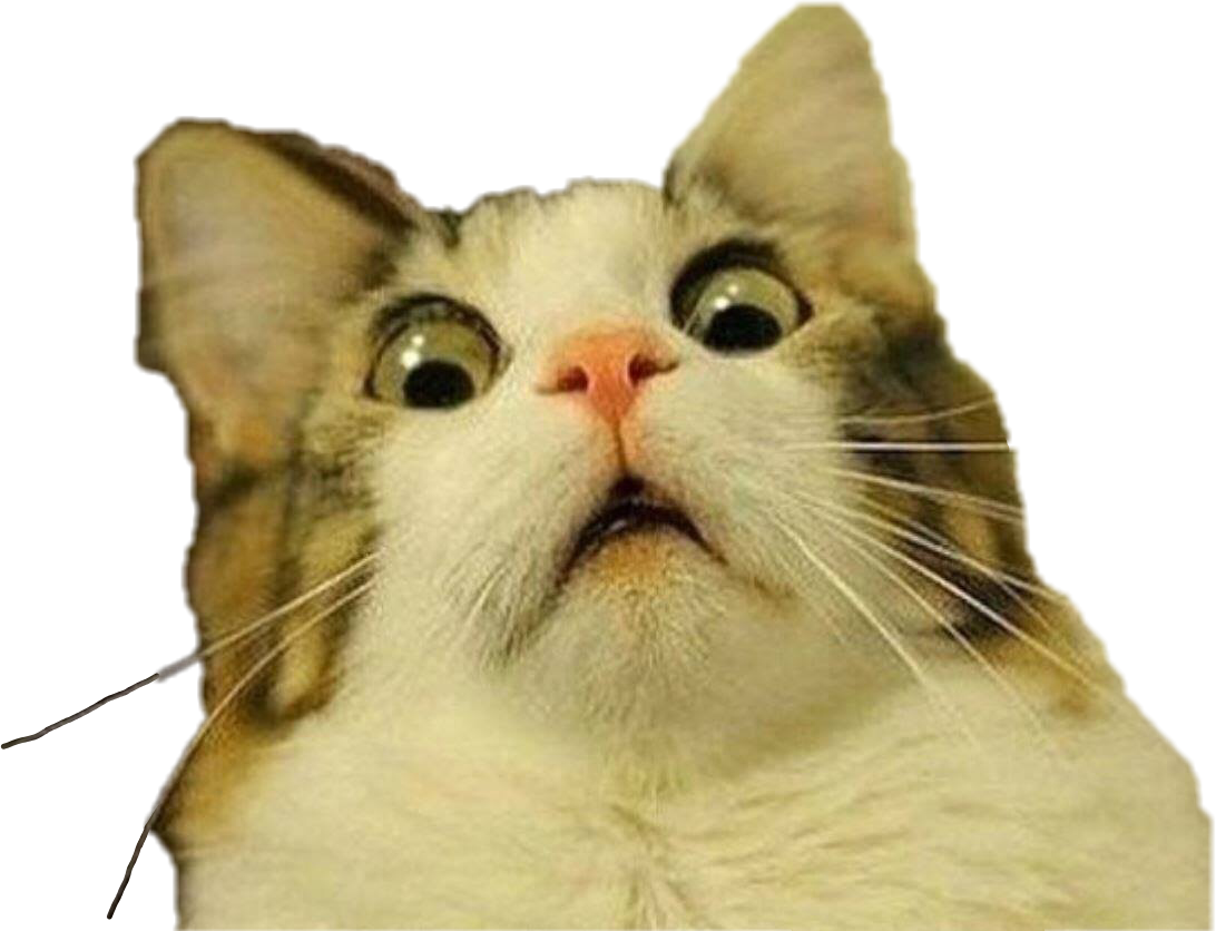 Download Shocked Cat Meme Expression | Wallpapers.com