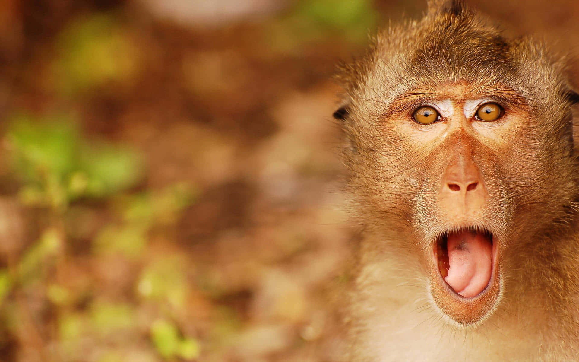 Schockierendesfoto Eines Niedlichen Affen Wallpaper
