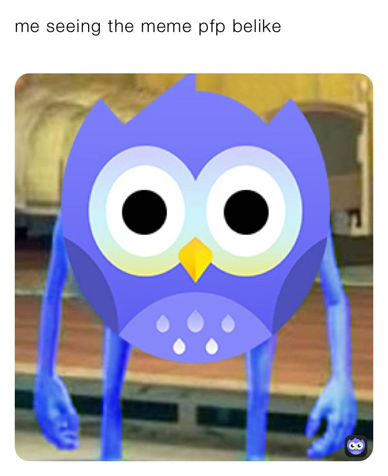 Shocked Owl Meme PFP Wallpaper