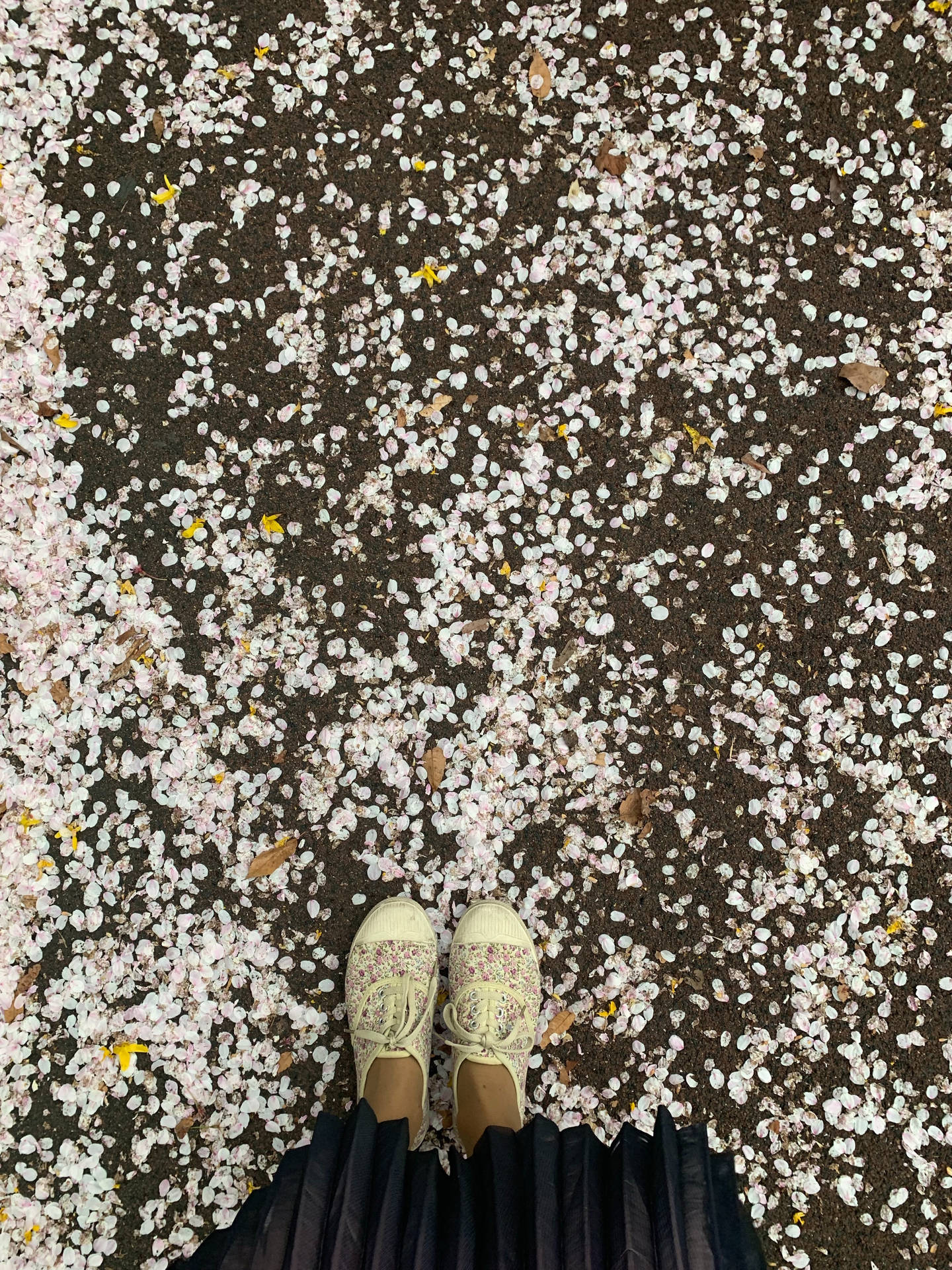 Shoes On Fallen Sakura