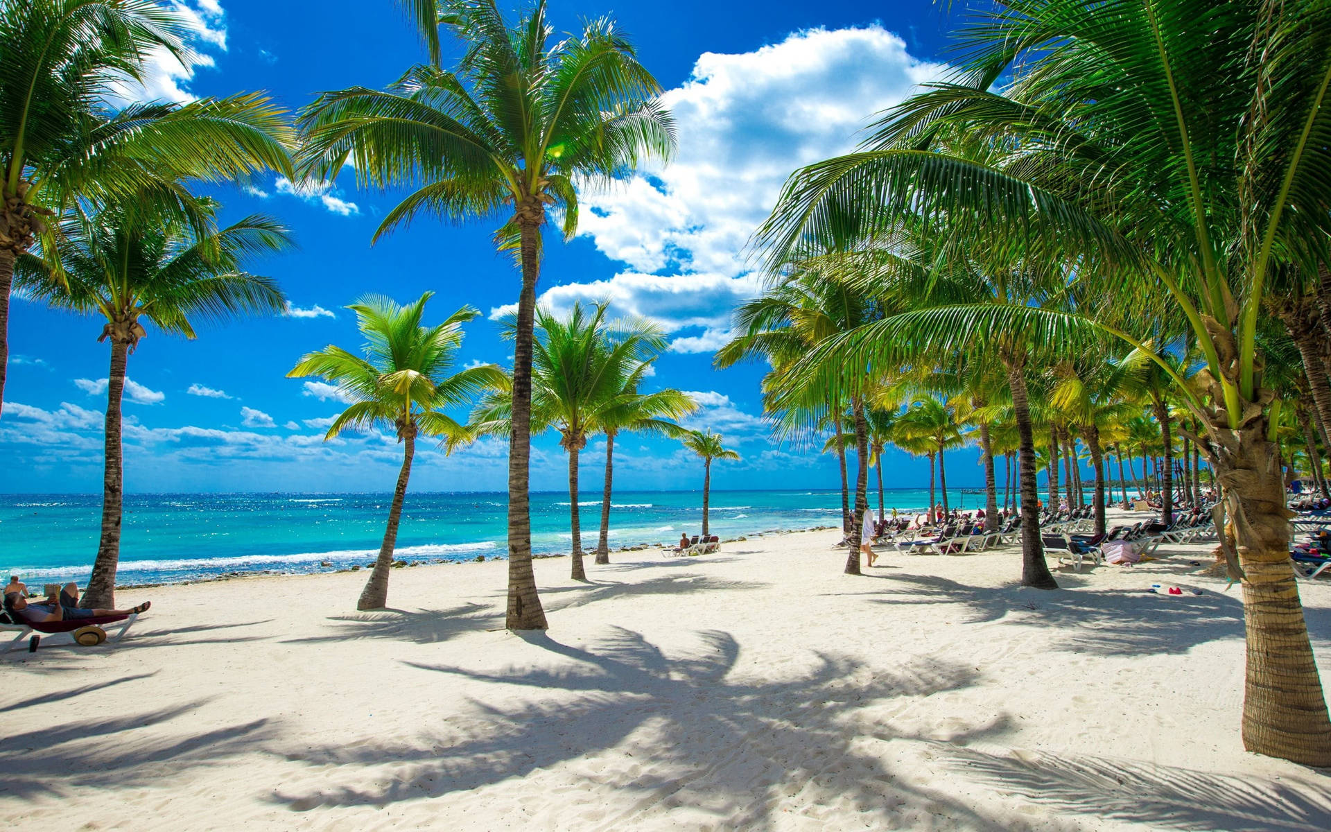 Shore With Palm Trees Tropical Desktop Wallpaper
