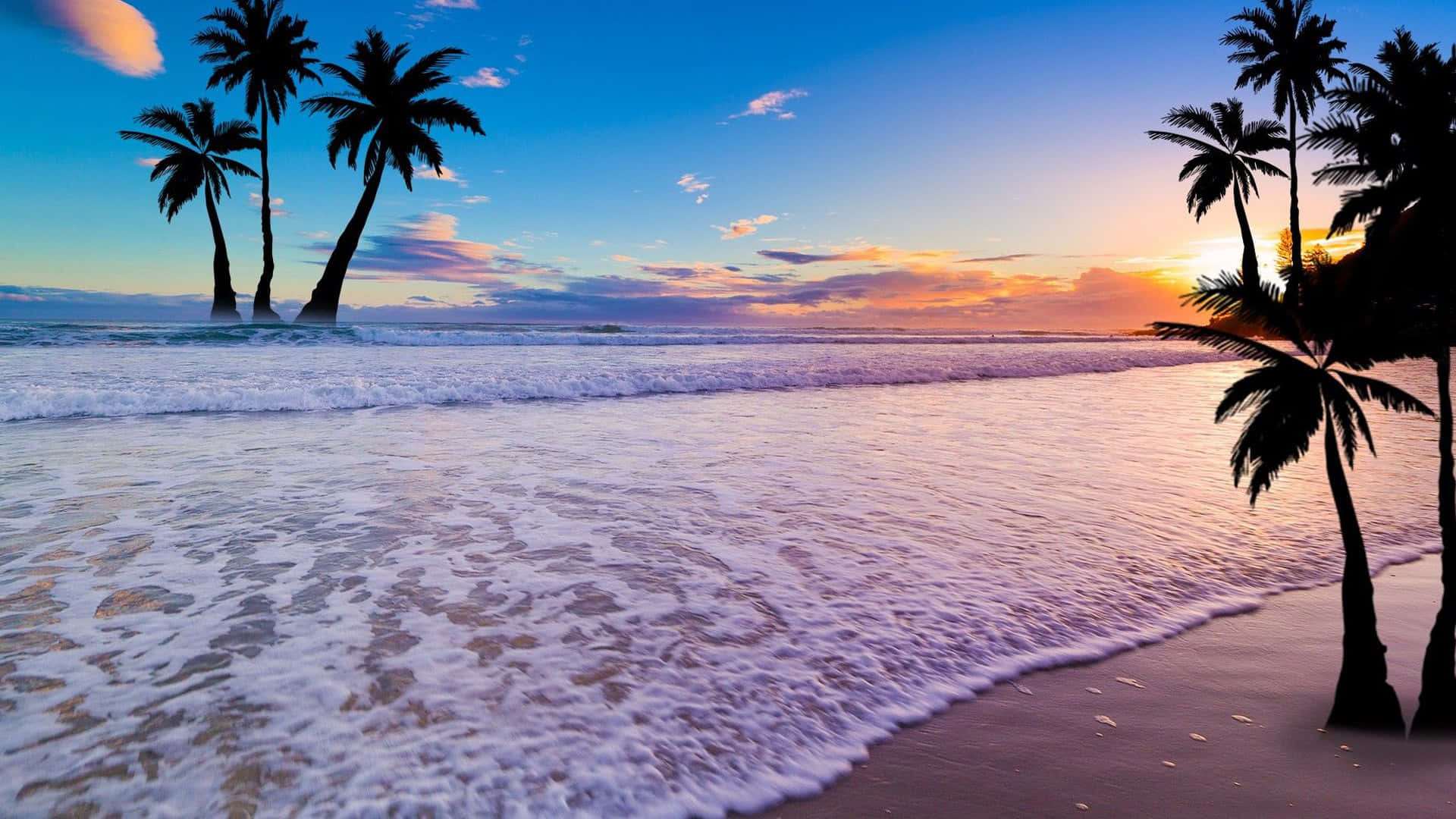 Shoreline Sunset With Palm Tree Wallpaper