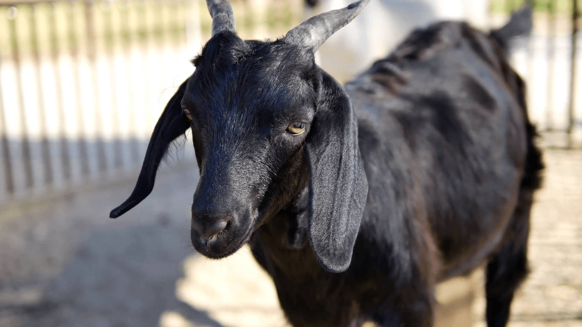 Short-Horned Black Goat Wallpaper