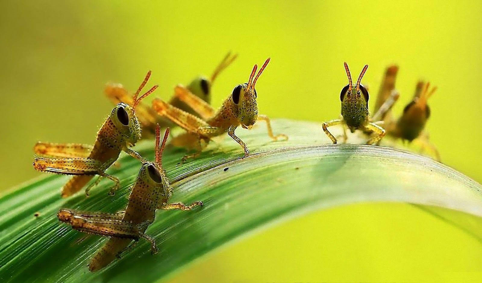 Korthornede græshopper sejler ind i syne på en rar sommerdag. Wallpaper