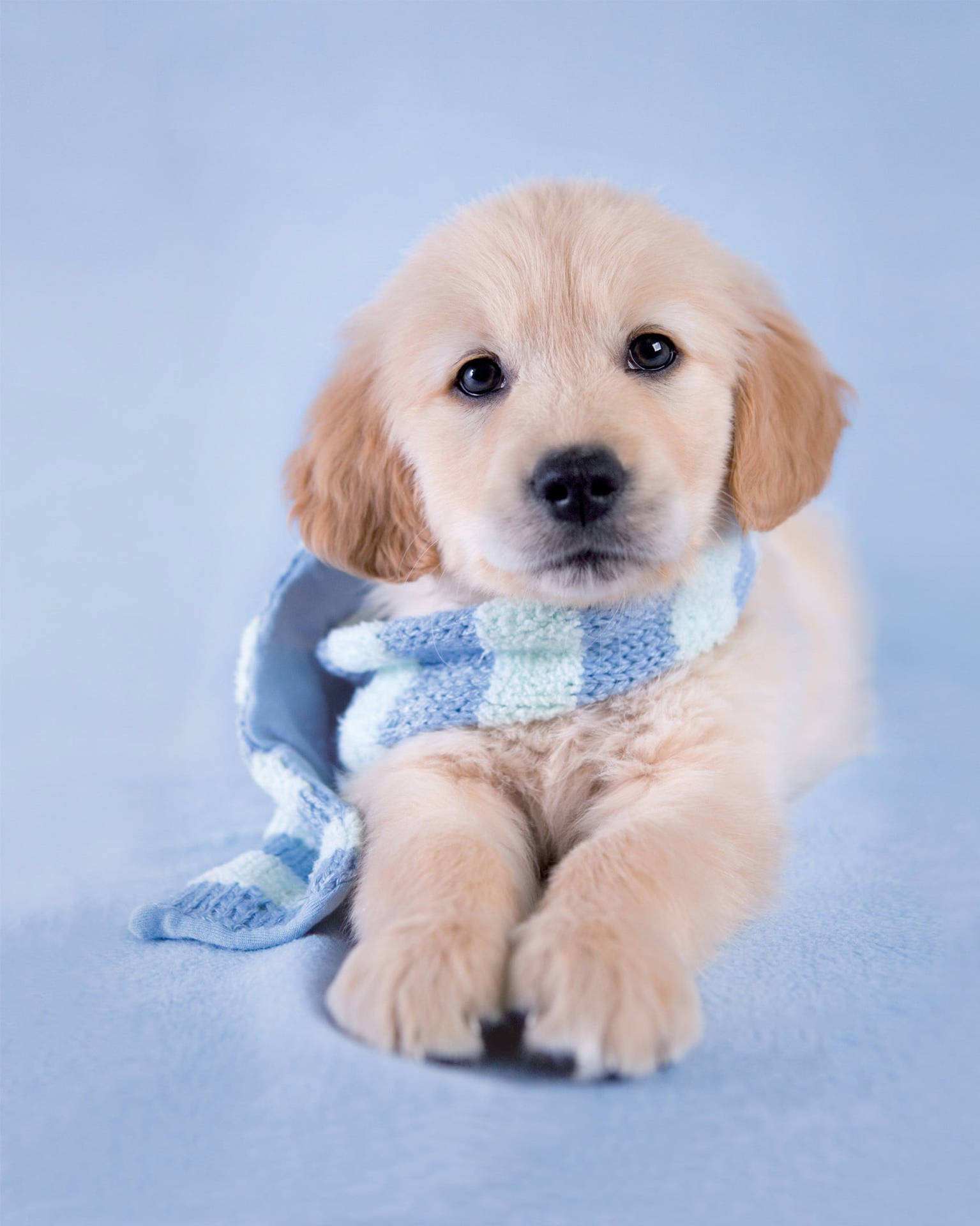 Top 999+ Golden Retriever Puppies Wallpapers Full HD, 4K✅Free to Use