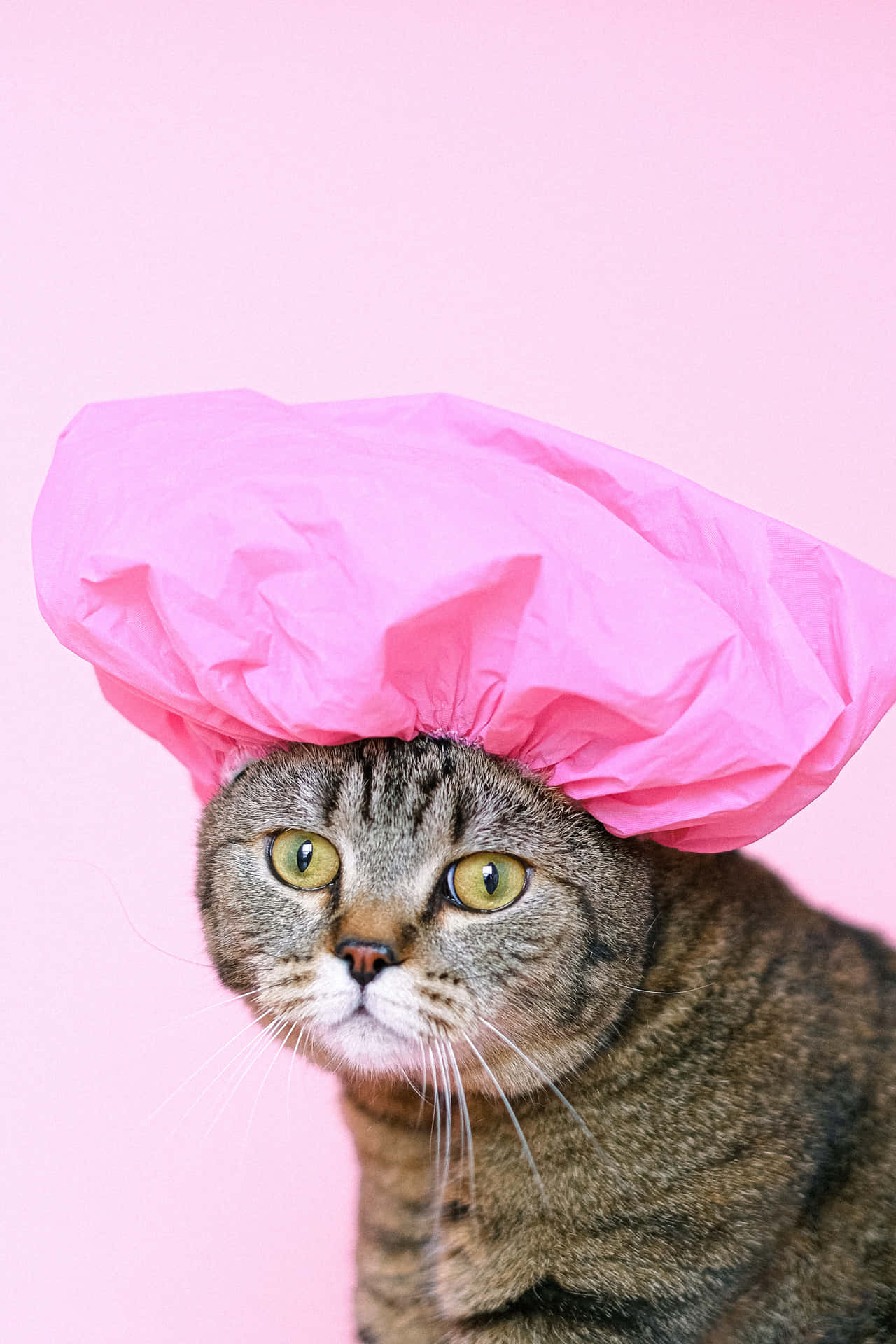 Shower Cap Cute Cat PFP Wallpaper