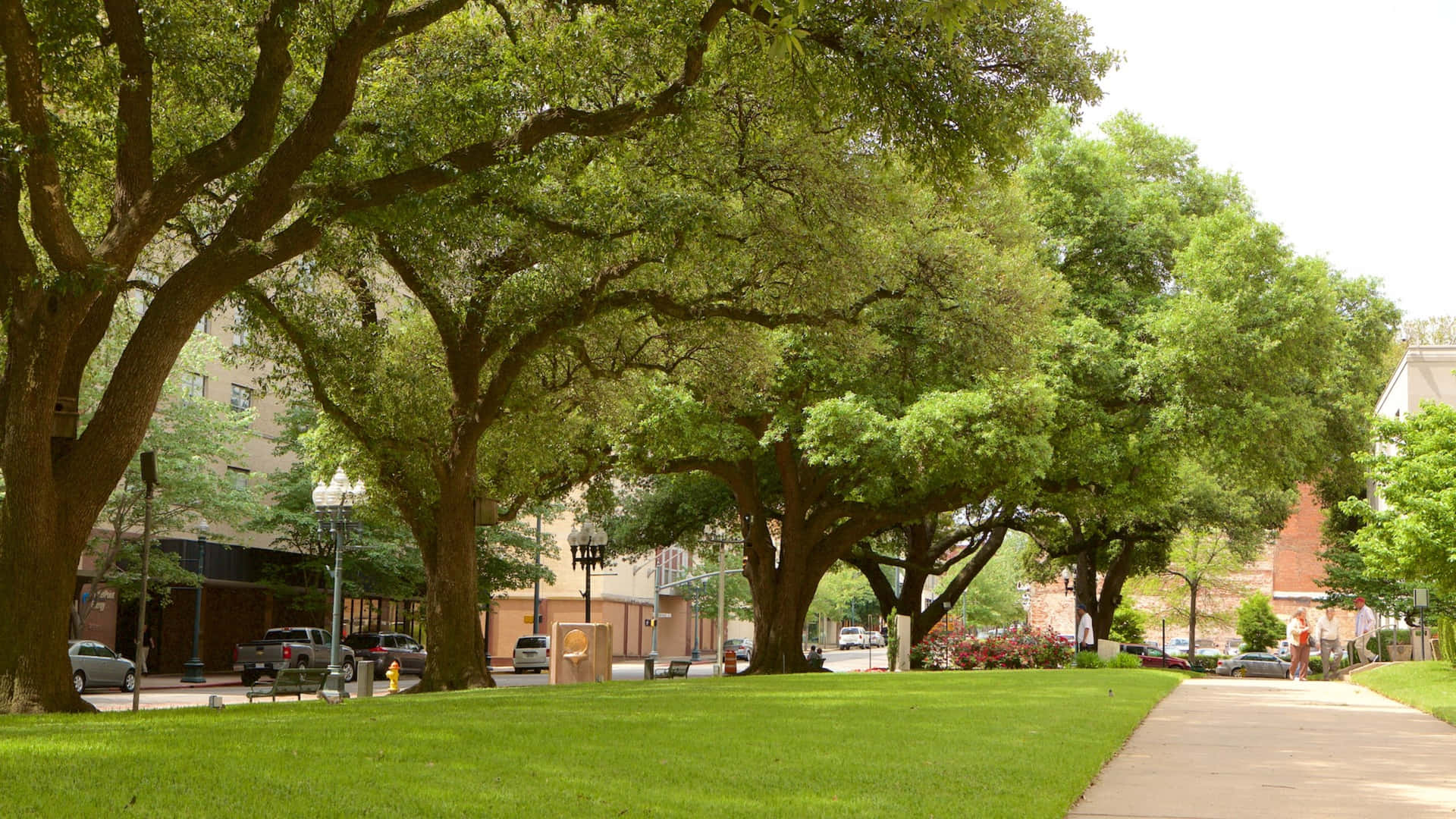 Shreveport Downtown Greenery Wallpaper