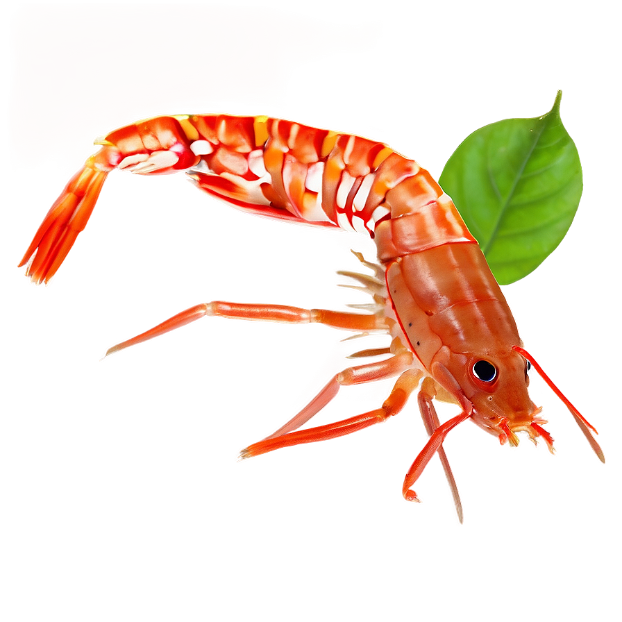 Shrimp Aquarium Png Xjl PNG