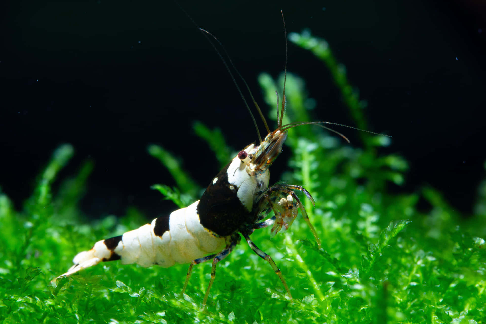 Shrimp Walking Through Grass Picture
