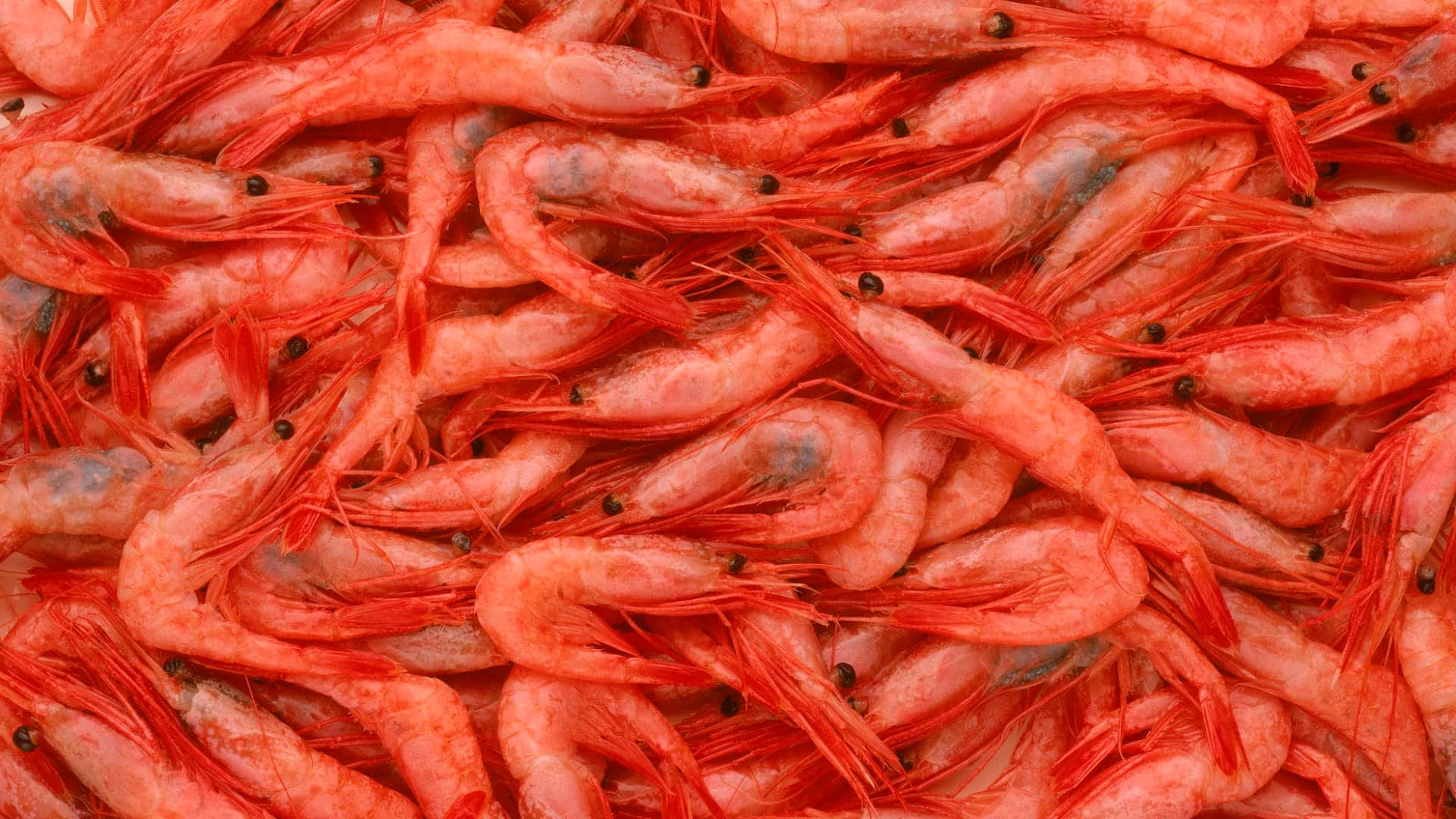 Red Shrimp Pile Picture